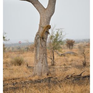 CLIMBING DOWN THE LEAD-TREE