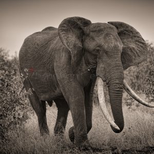 LETABA