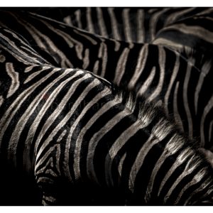 ZEBRA DETAIL