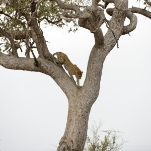 ON THE LEAD TREE
