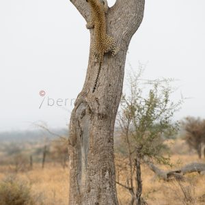 LEOPARD ON LEAD TREE