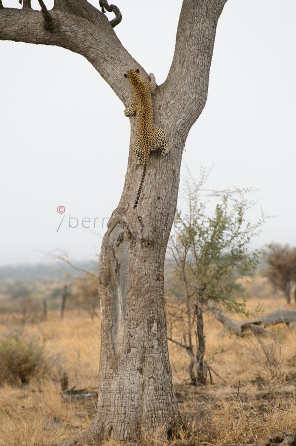 LEOPARD ON LEAD TREE