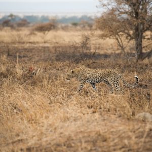 INGWE / BURNT LAND