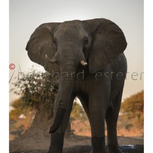 AT THE WATERHOLE