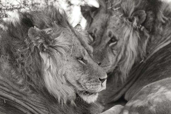 BROTHERS