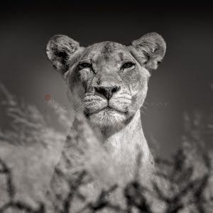 SABA
