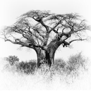 Baobab Trees