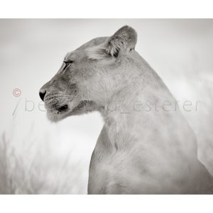 PORTRAIT OF A LIONESS