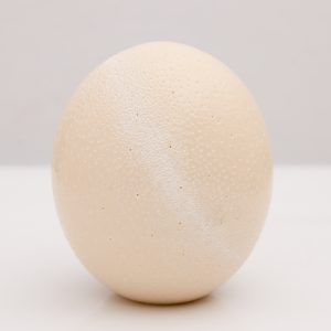 HAND CARVED OSTRICH EGG  LIGHT