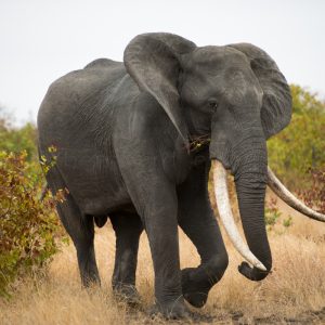LETABA