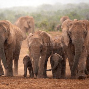 SUMMER RAIN in AFRICA IV