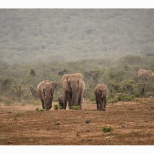 Rain In Africa