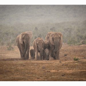 SUMMER RAIN in AFRICA IX