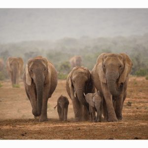SUMMER RAIN in AFRICA X
