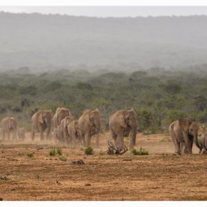 SUMMER RAIN in AFRICA V