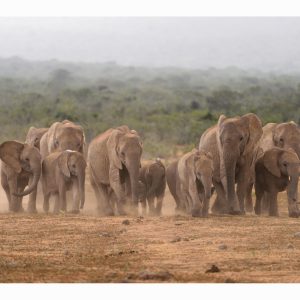 SUMMER RAIN in AFRICA VII