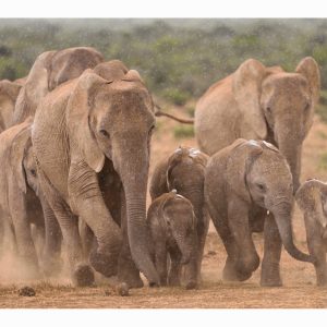 SUMMER RAIN in AFRICA VIII