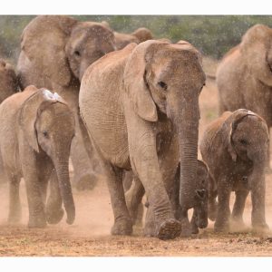 SUMMER RAIN in AFRICA II