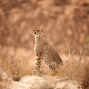 Cheetah