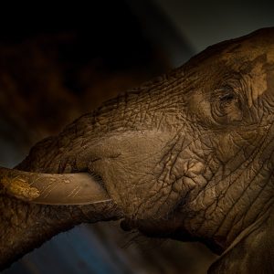 INKUNZI  / Acrylic/Perspex Print