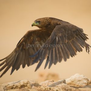 BATELEUR / Acrylic/Perspex Print