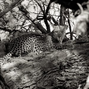 PHUMULA BW / RESTING