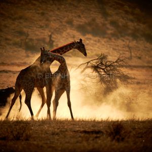 Dancing in the Dust III