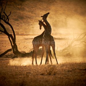 Dancing in the Dust