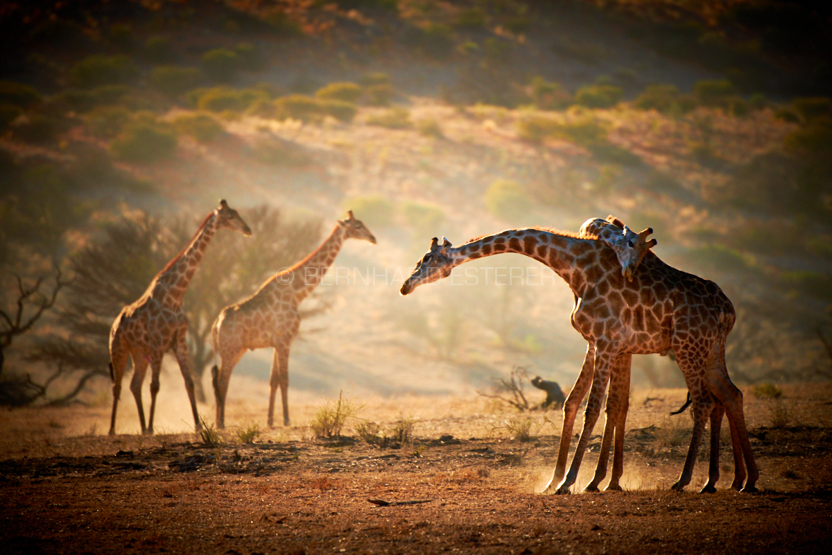 Dancing in the Dust II