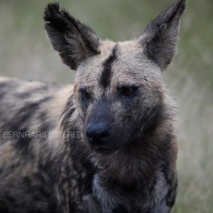 Wild Dog