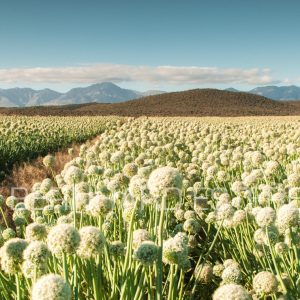 ONIONFIELD IN THE KAROO