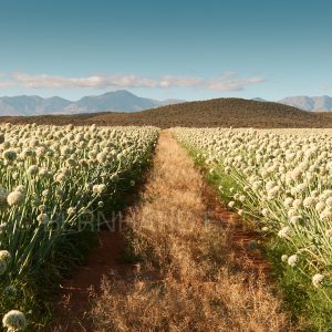 ONIONFIELD IN THE KAROO II