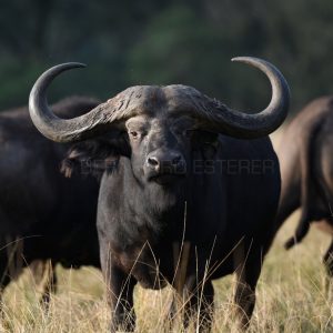 MBOGO